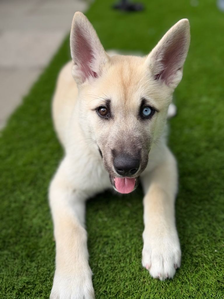 Luna 3 month old husky