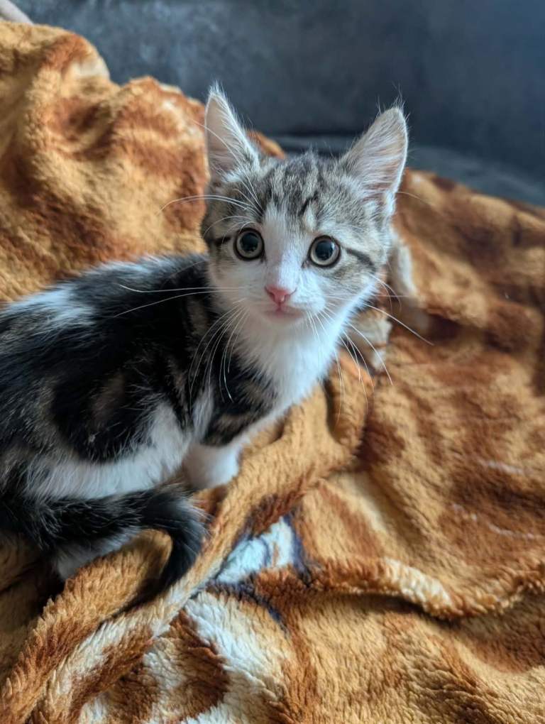 Adorable kittens for sale.