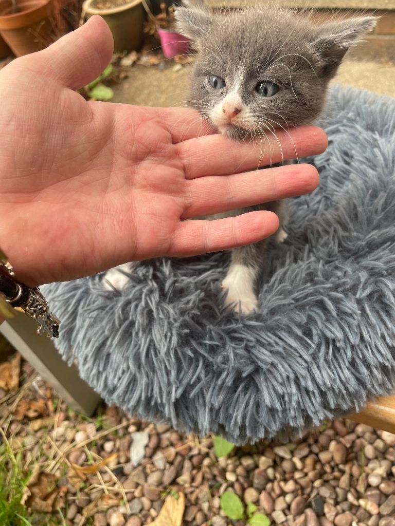 1 cat, £50 eating and using the litter box. 8 weeks old.