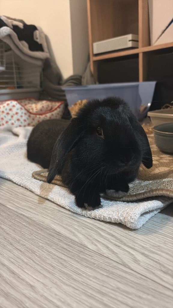 Male Rabbit