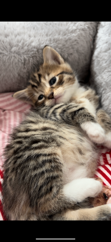 3 month old kitten for sale 