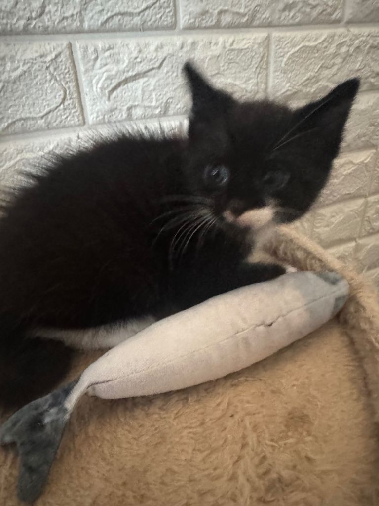 Gorgeous Male  kitten