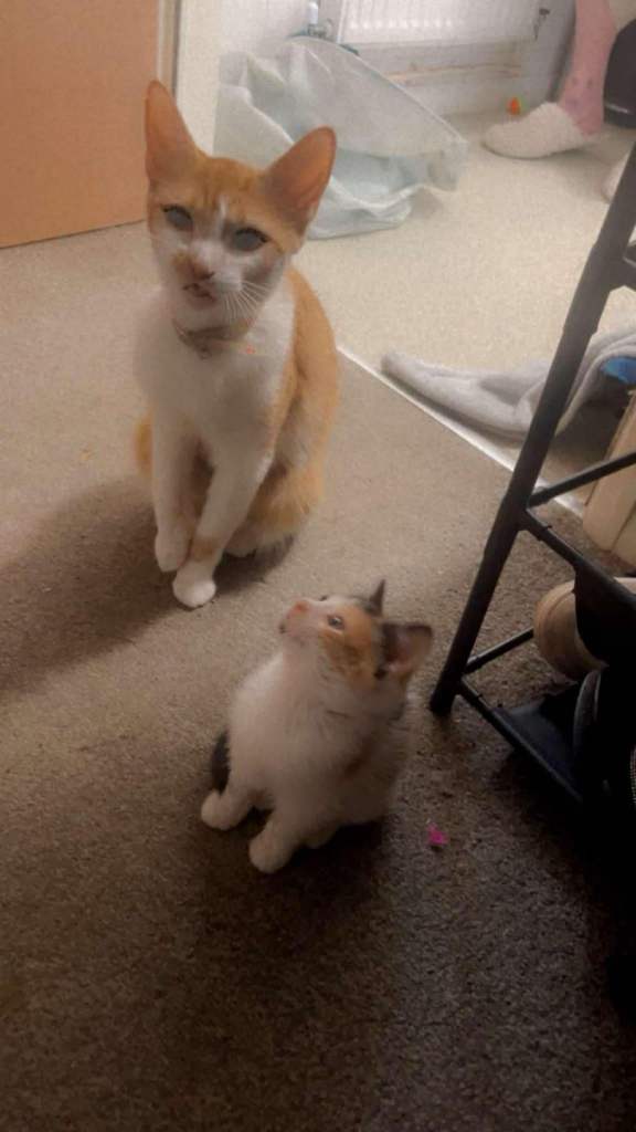 Kittens for sale 