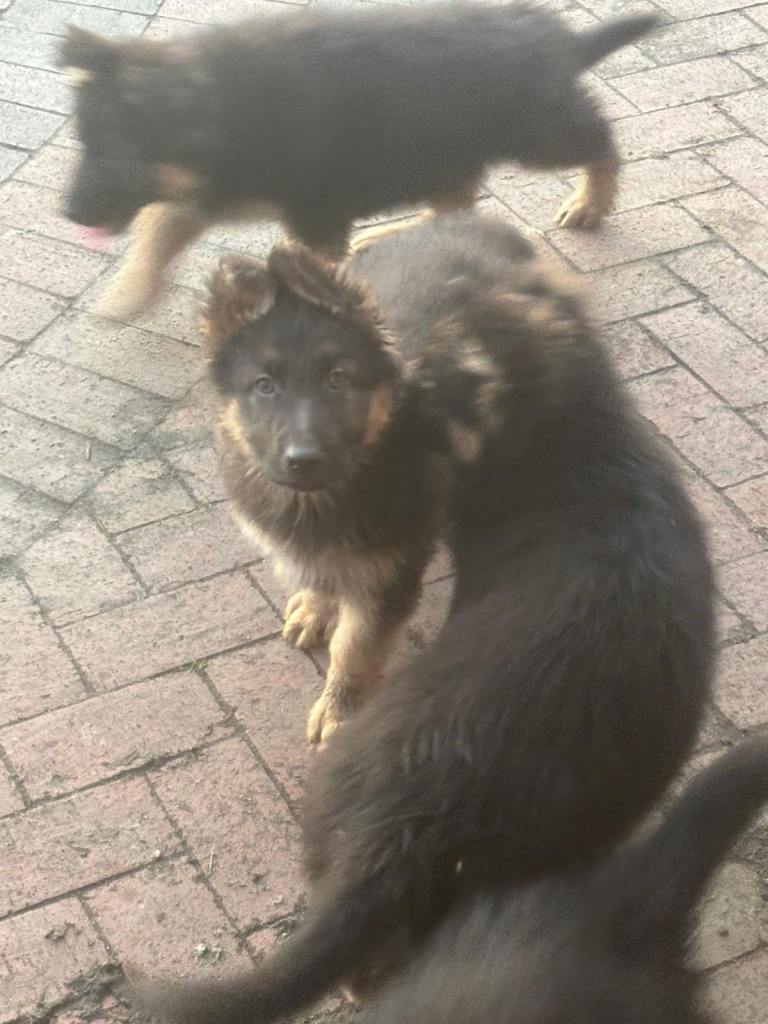 German Shepherd Pups