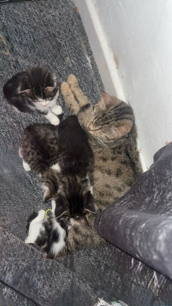 2 very beautiful girl kitten 