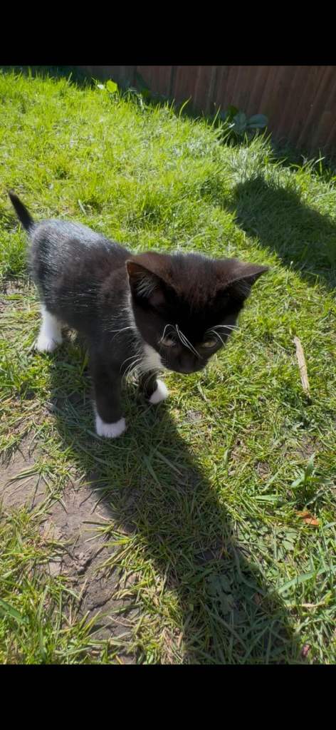 Adorable Kittens Looking for Loving Homes 🐾