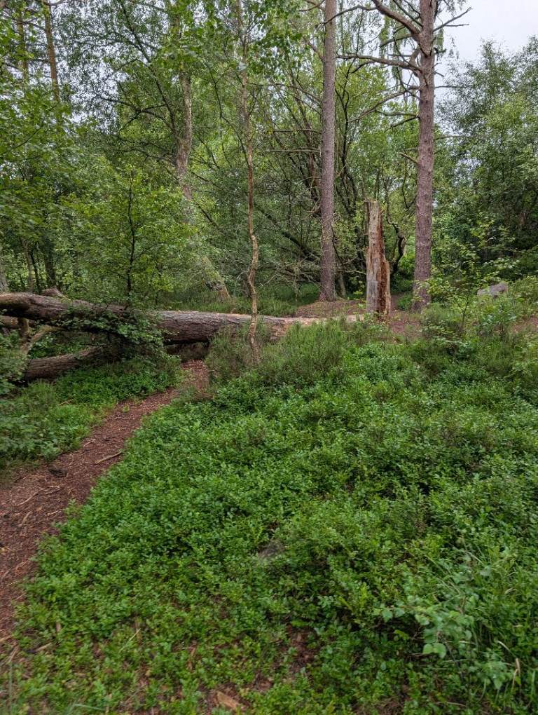 Wanted small woodland field agricultural plot 