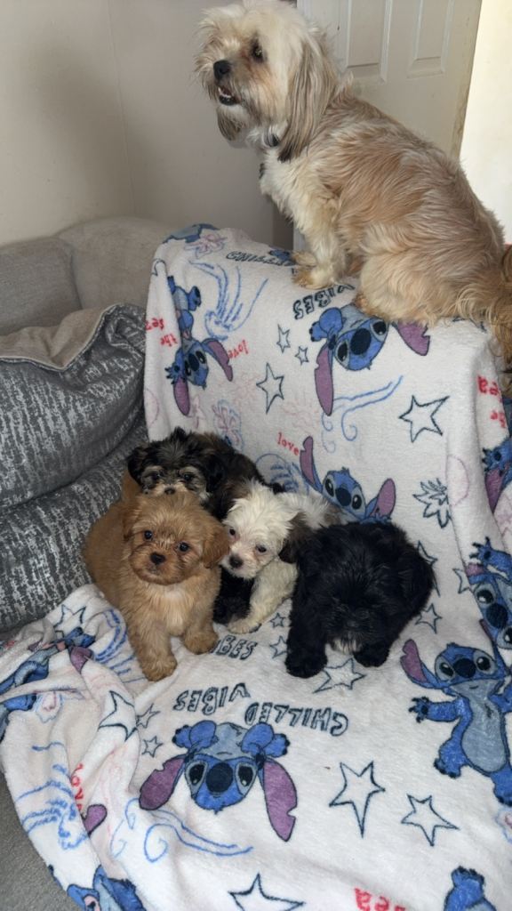 Gorgeous litter of shihtzu pups