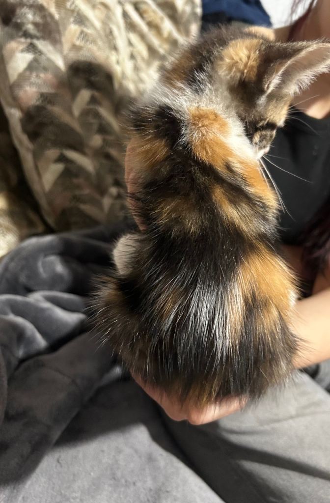 beautiful kittens ready now one boy one girl 