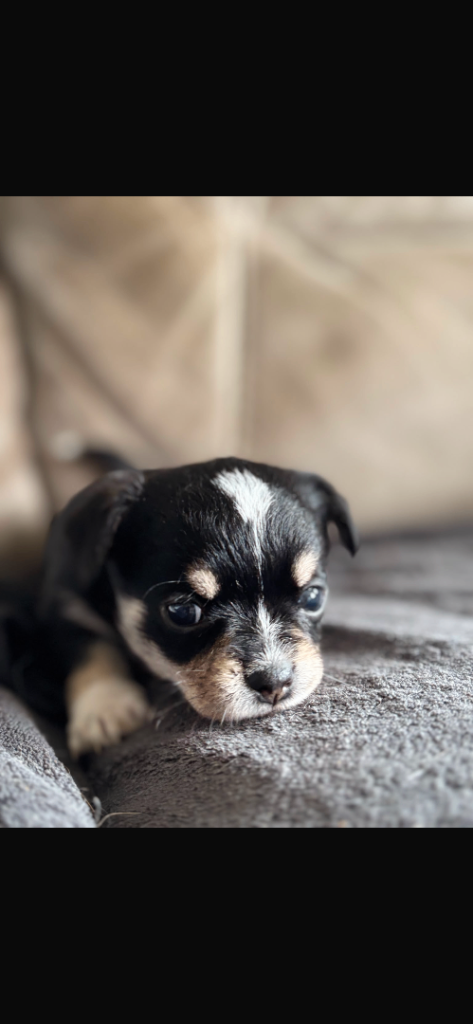 Chihuahua X toy poodle