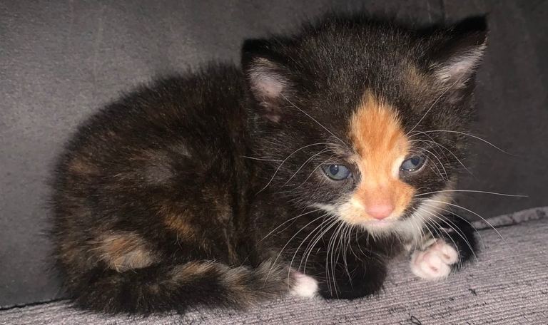 Beautiful kittens torti - tabbies - blacks 
