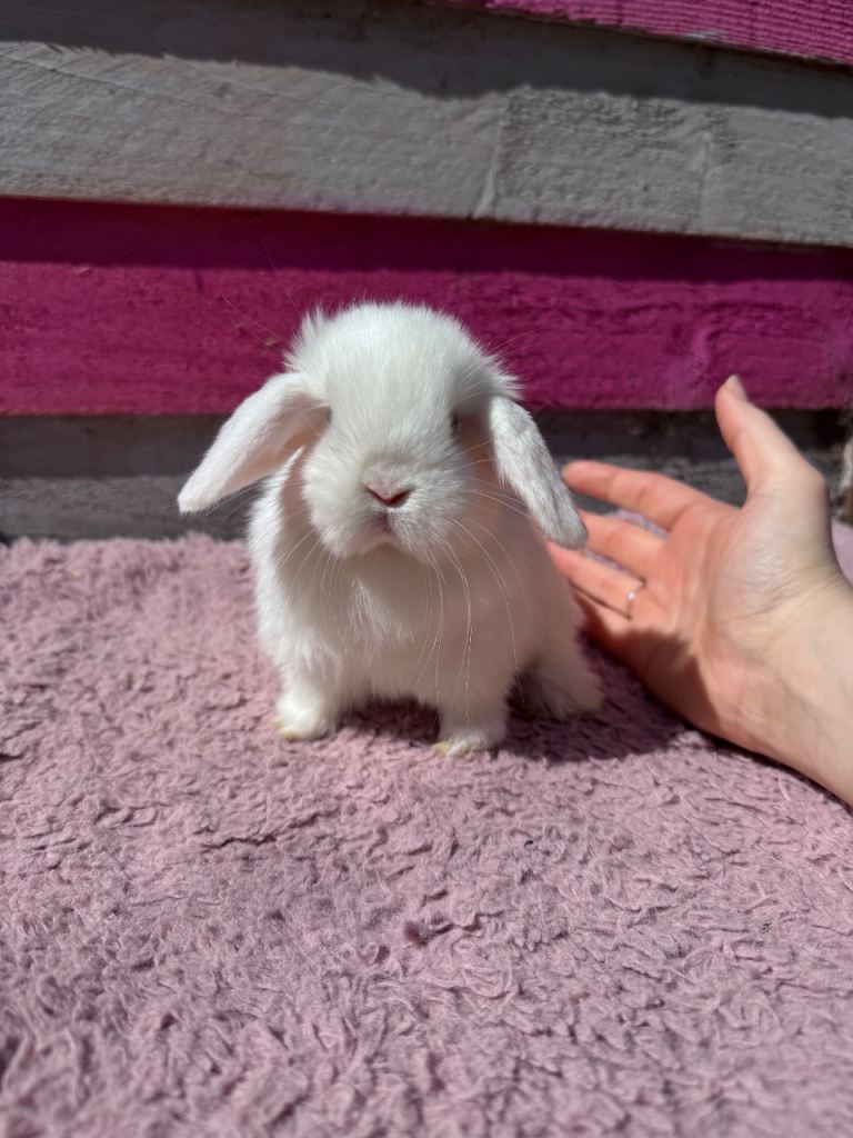 Pedigree Mini Lop Girl 🎀