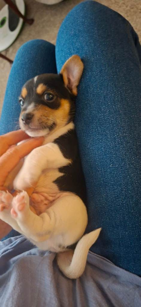 Jack russell puppy ready to leave now