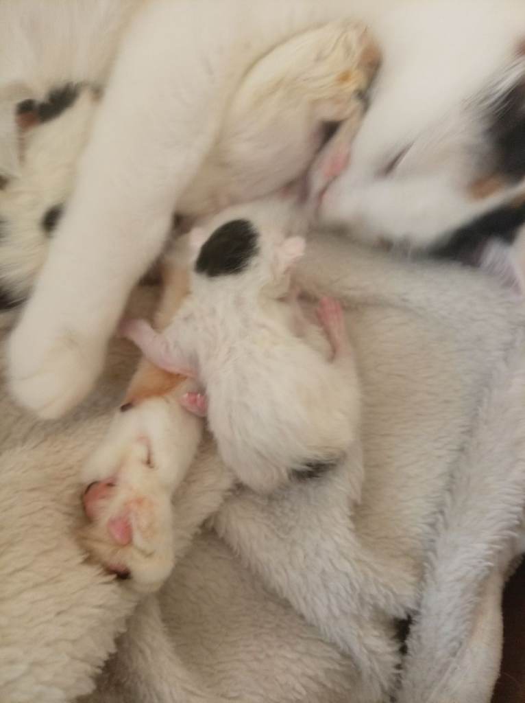 Beautiful newborn kittens ready in several weeks