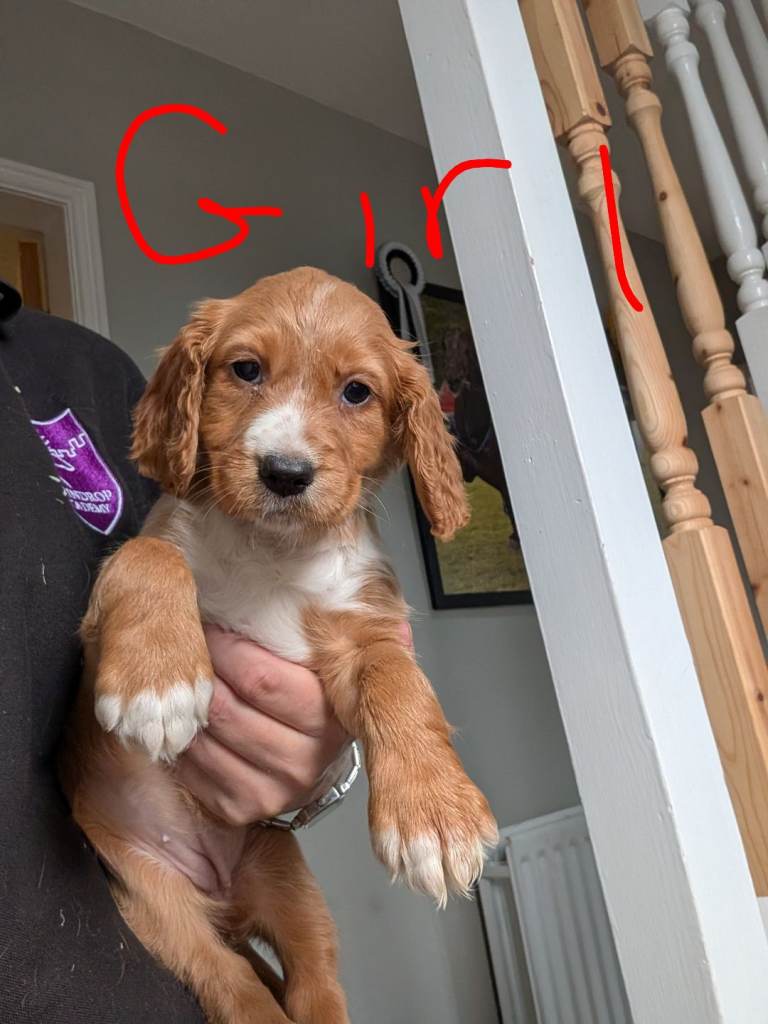 Fox Red Cocker spaniel pups