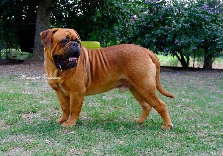 Dogue de Bordeaux male 10 months old