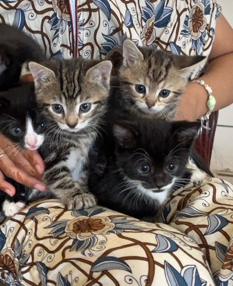 Quarter Bengal Tabby Kittens – Beautiful Bengal Markings – Ready Now