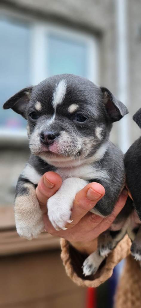 Chihuahua pups 