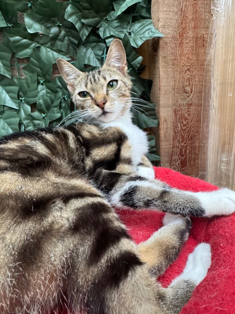 TWO FEMALE CATS NEEDING NEW HOME/S
