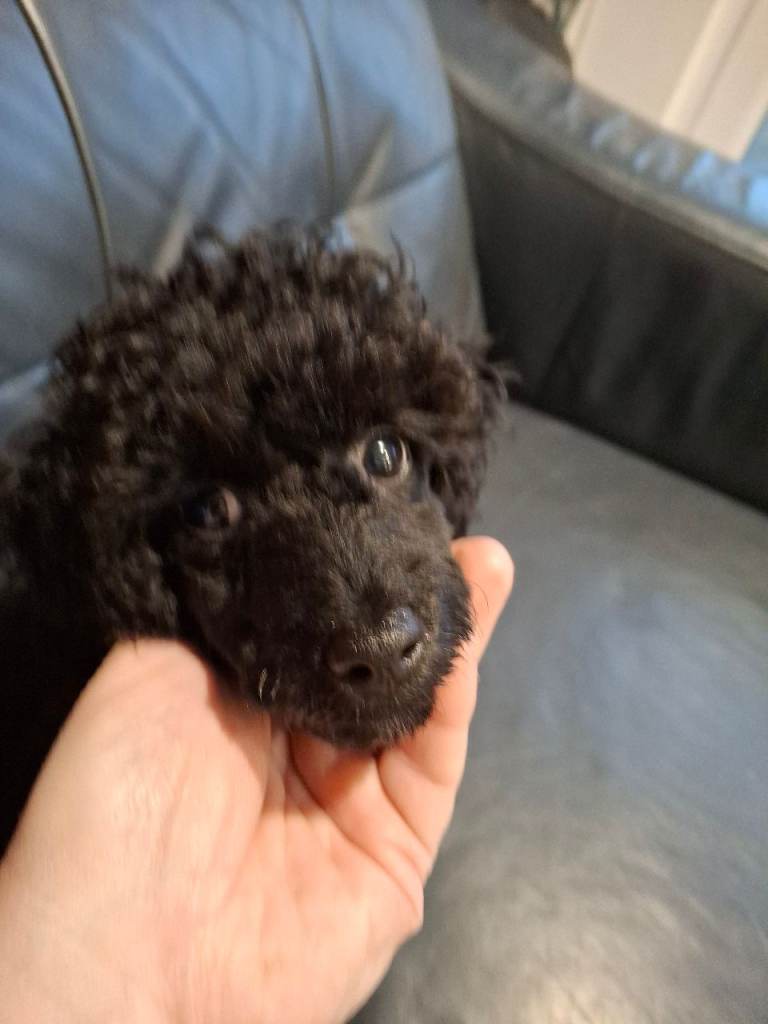 Toy poodle 
