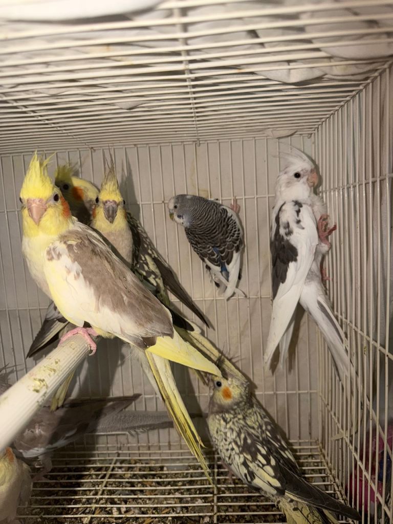 Baby Cocatiel birds