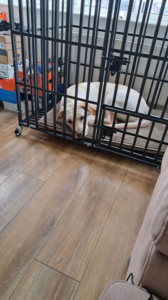 Female Cane corso mix