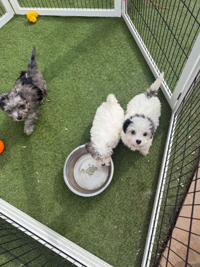 3 beautiful Maltipoos 