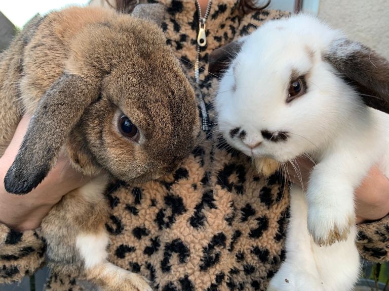 Lop Eared Rabbits c/w Large Hutch