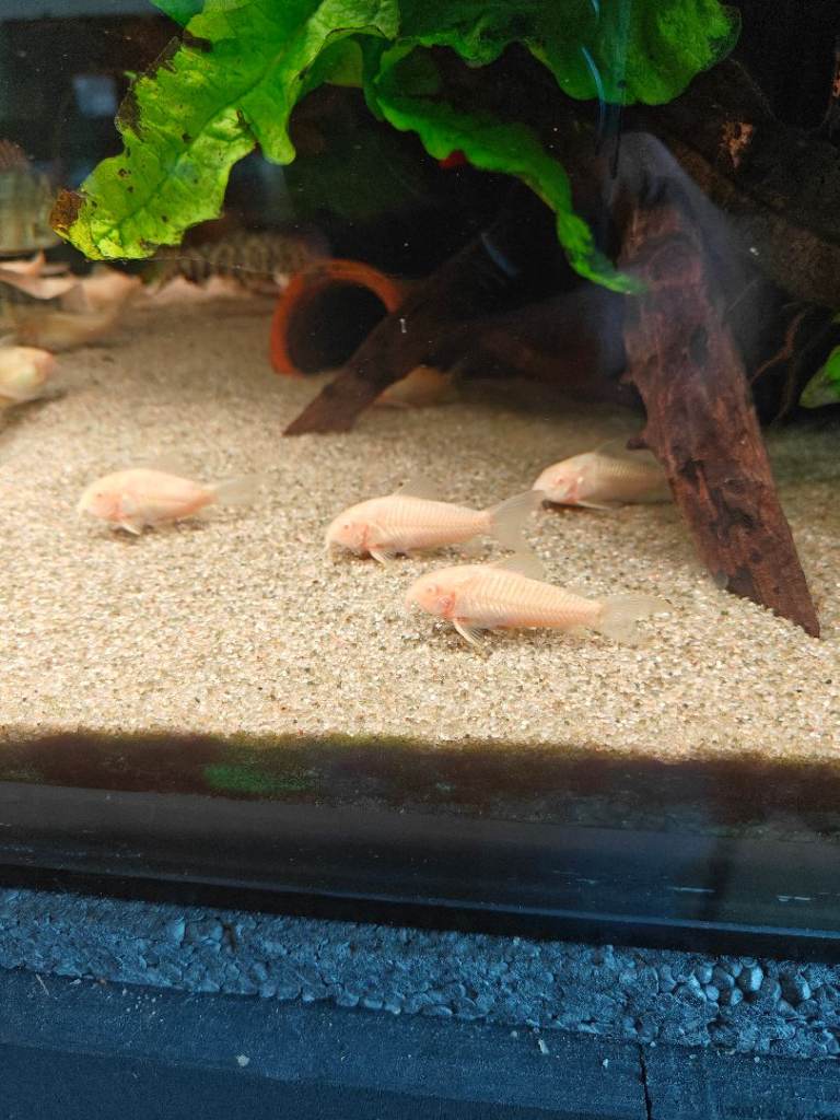 Tropical fish
