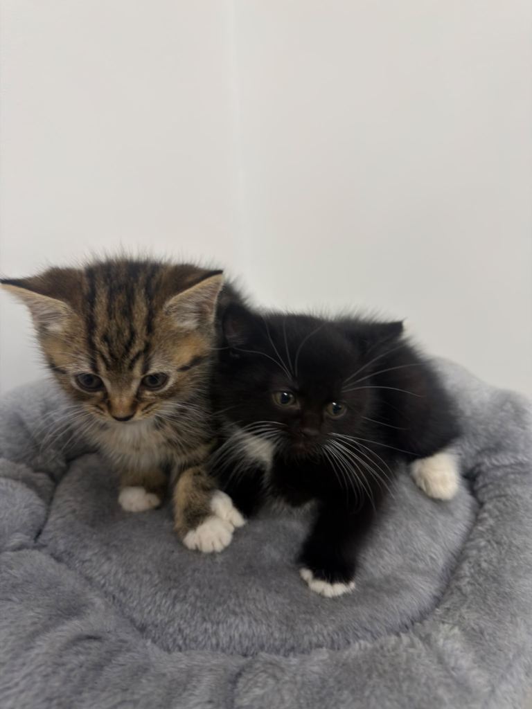 Beautiful kittens
