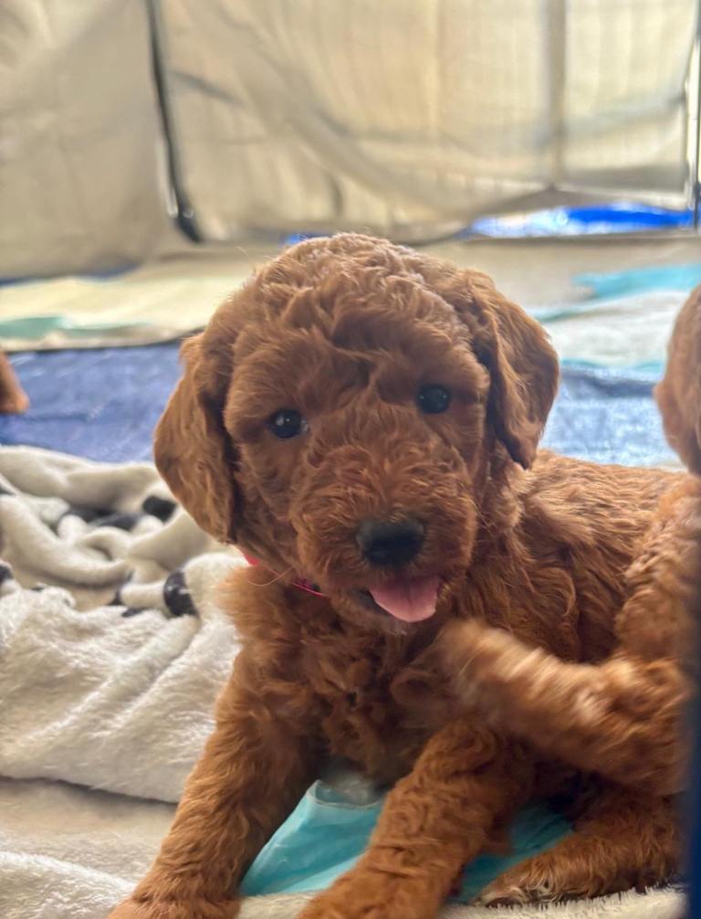 Miniature labradoodle puppies