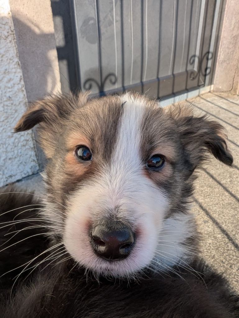 Golden retriever x rough collie PUP