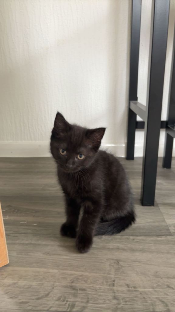 kitten