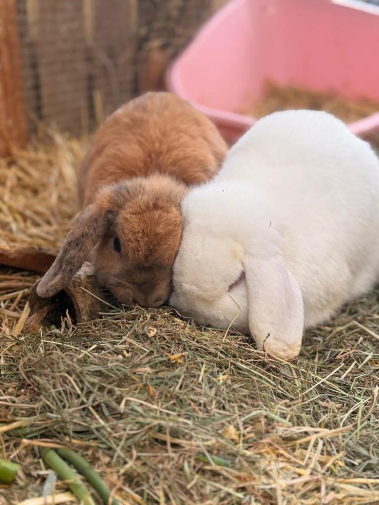 🐰READY NOW🐰 Mini lop breeding pair