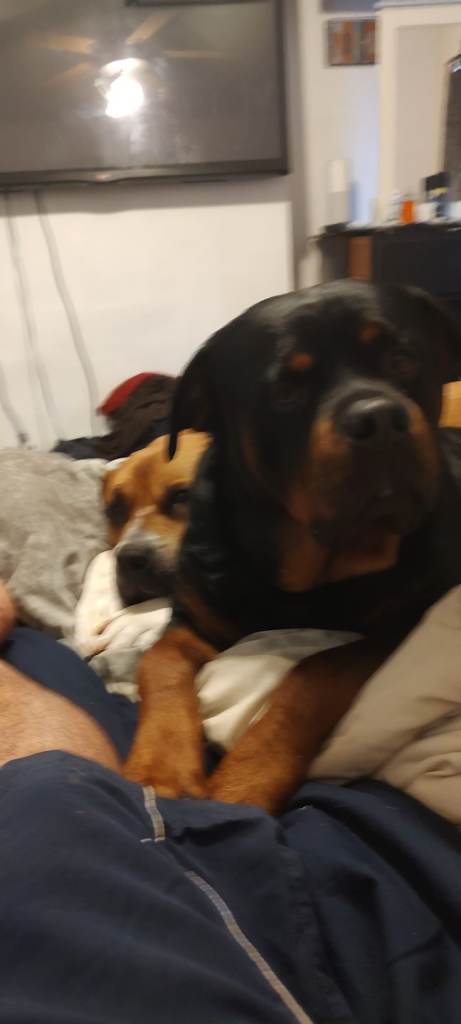 Rottweiler male looking for new home 