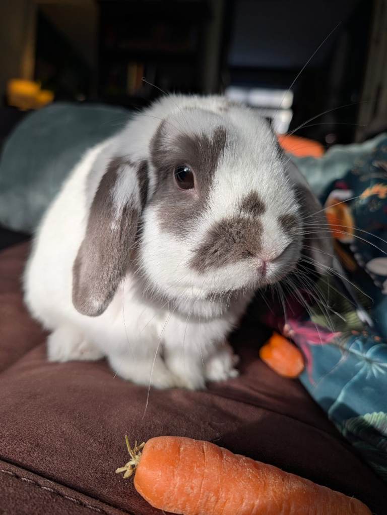 Indoor rabbit 