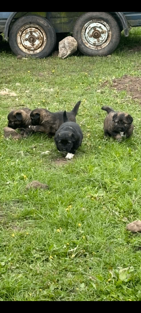 Caucasian Shepherd puppy's 