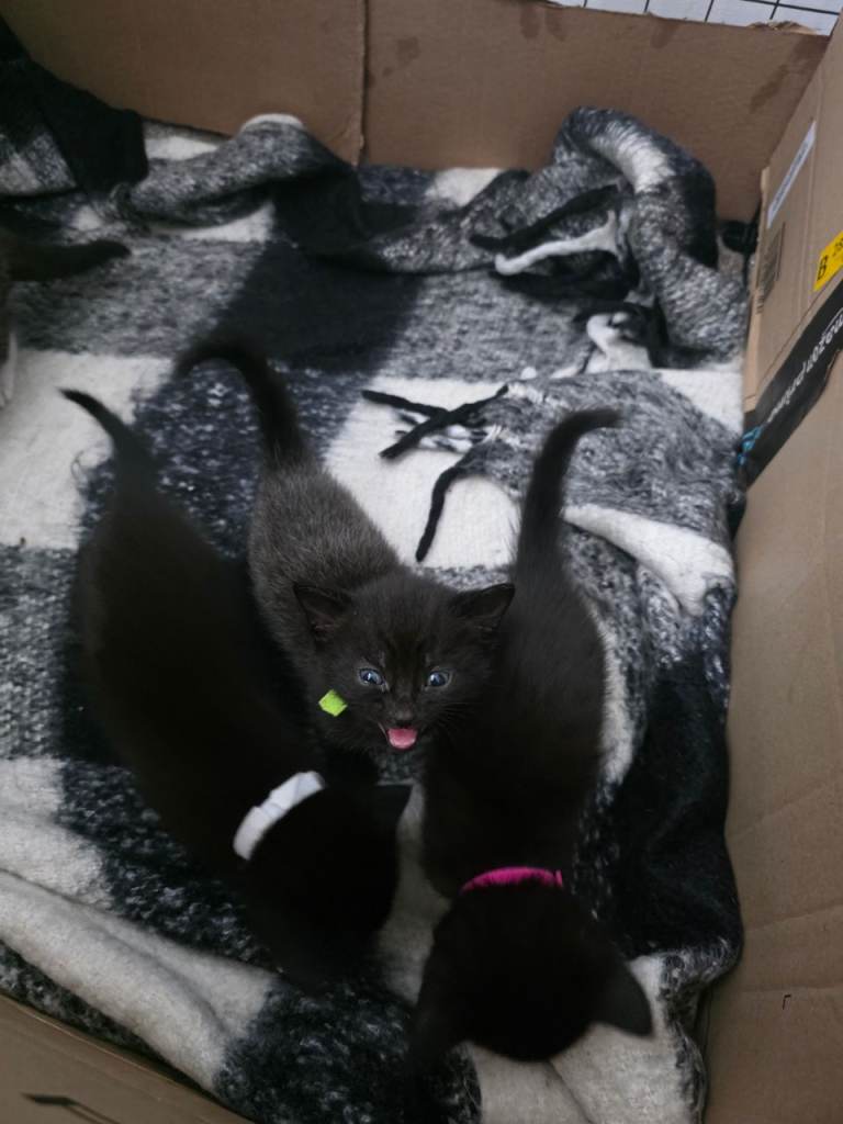 1 Croydon Kitten remaining for sale £80