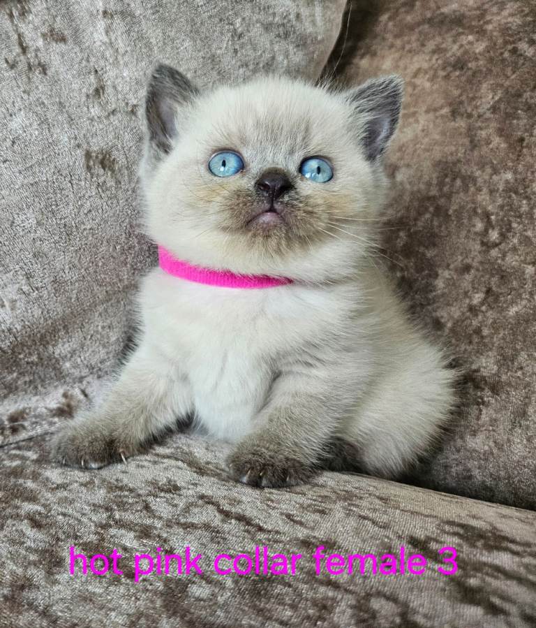5 pedigree British blue shorthairs kittens