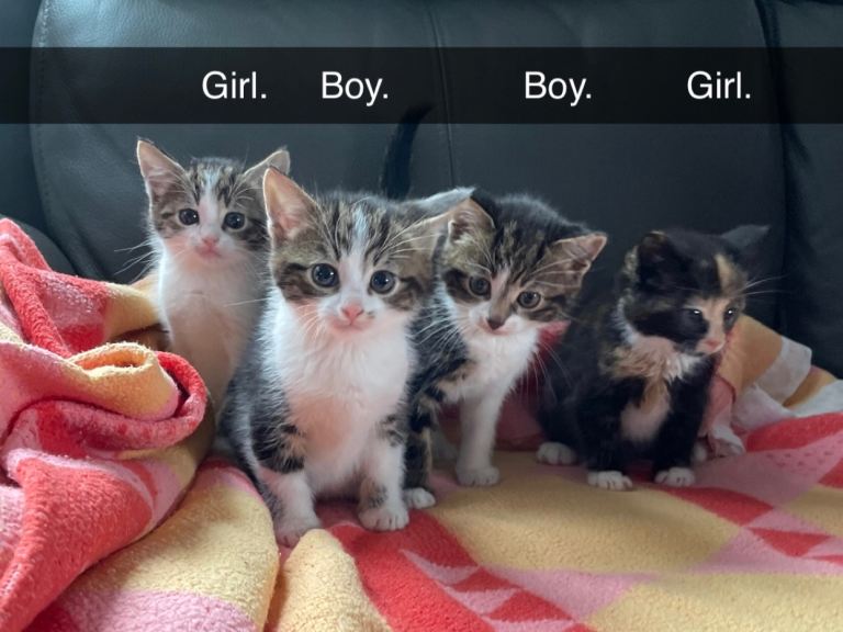 1 Female kitten left 
