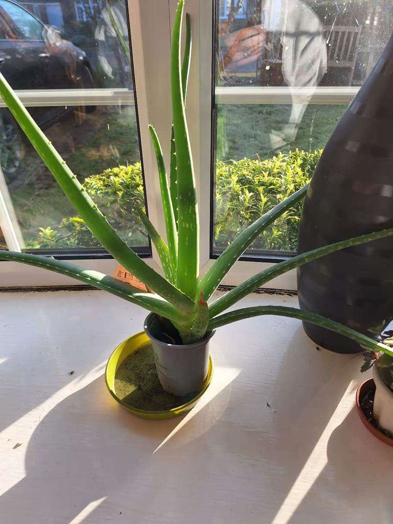 Aloe Vera Plant, large specimen
