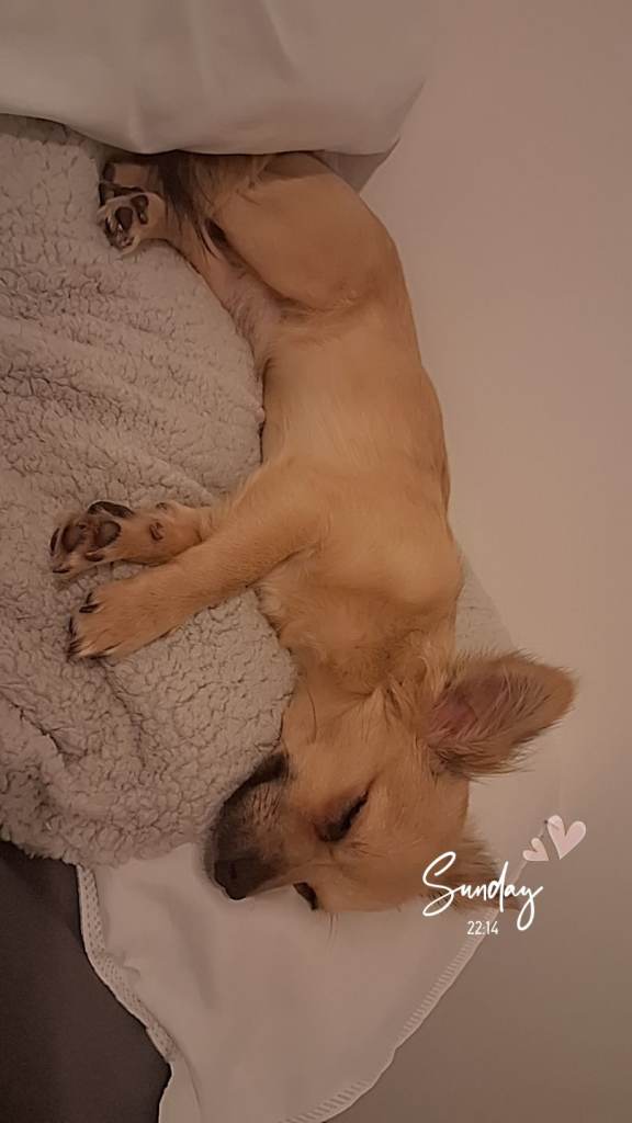 9 month old chihuahua Teddy