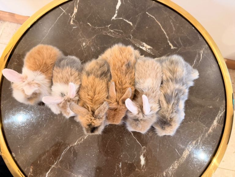 Mini Lion Lops Ready to leave 02/09/2026