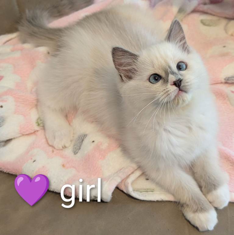 Registered Ragdoll kitten 