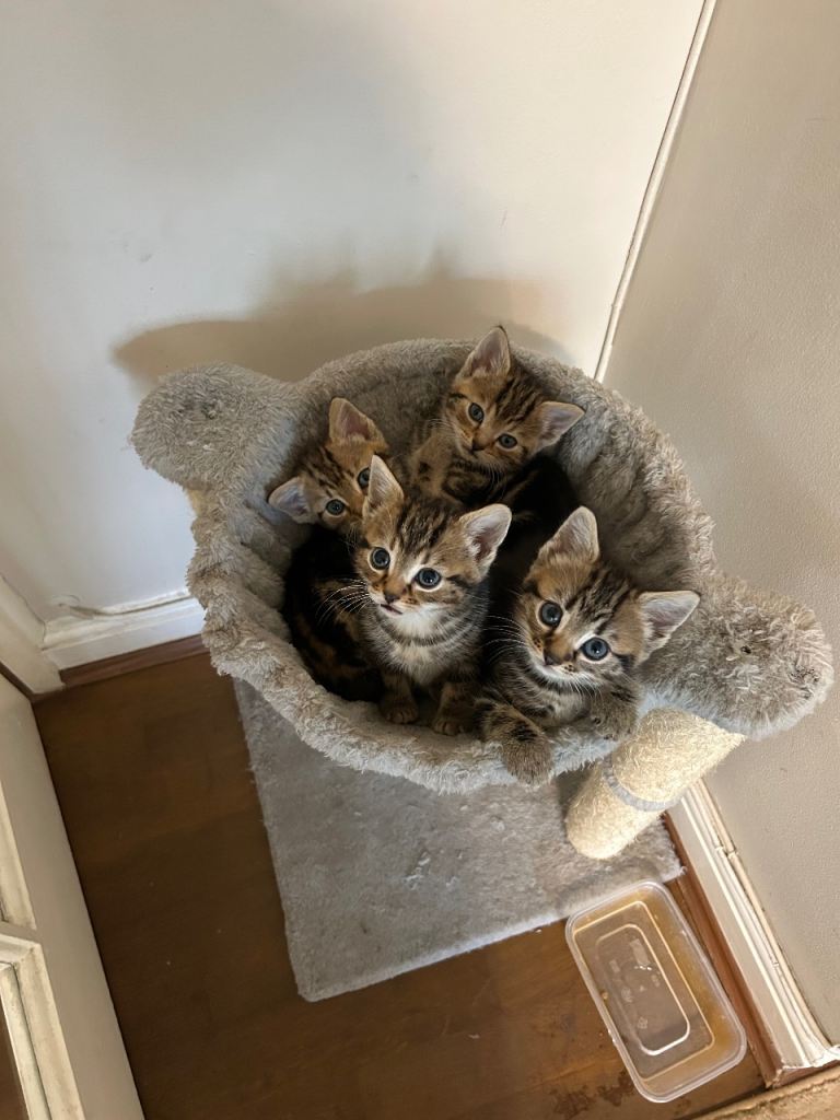 Tabby& American shorthair Kittens 