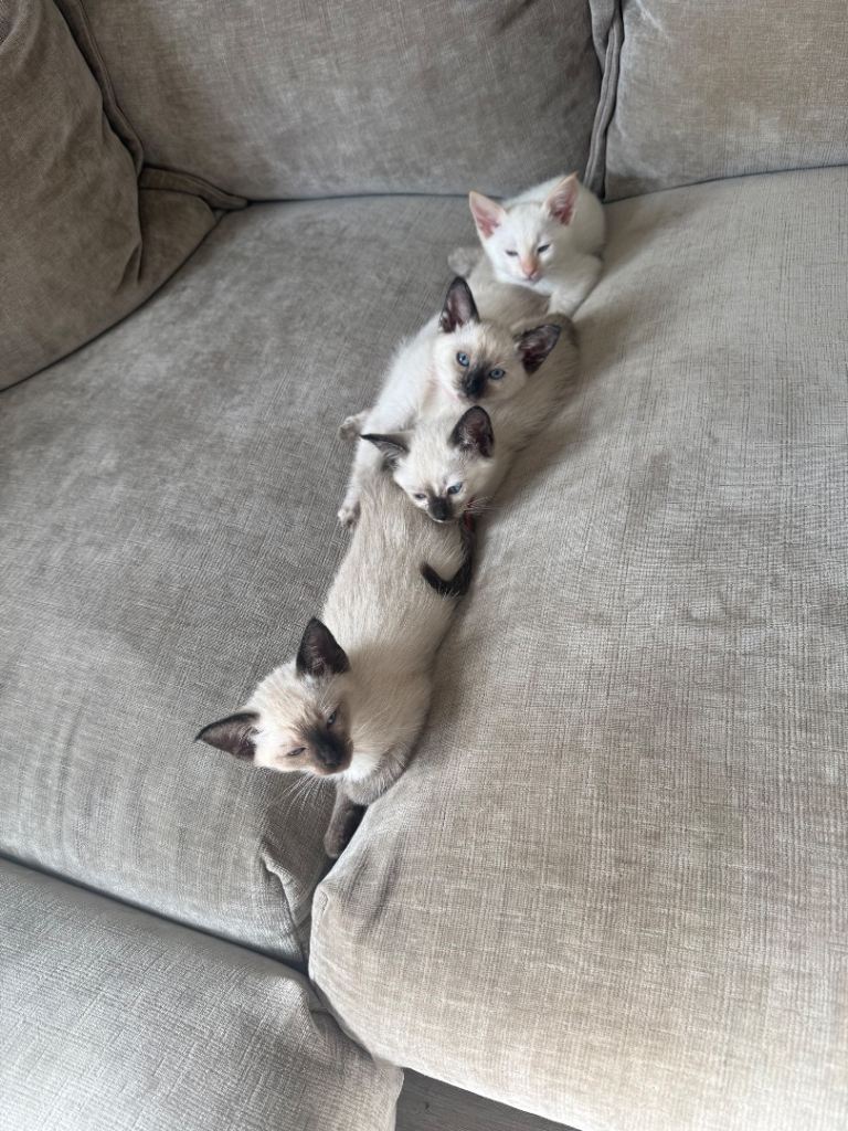 🐾 Ragdoll Kittens – 3 Girls Available 🐾