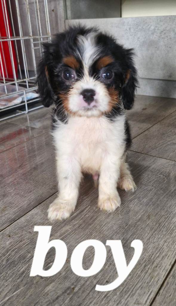 Cavalier pups 
