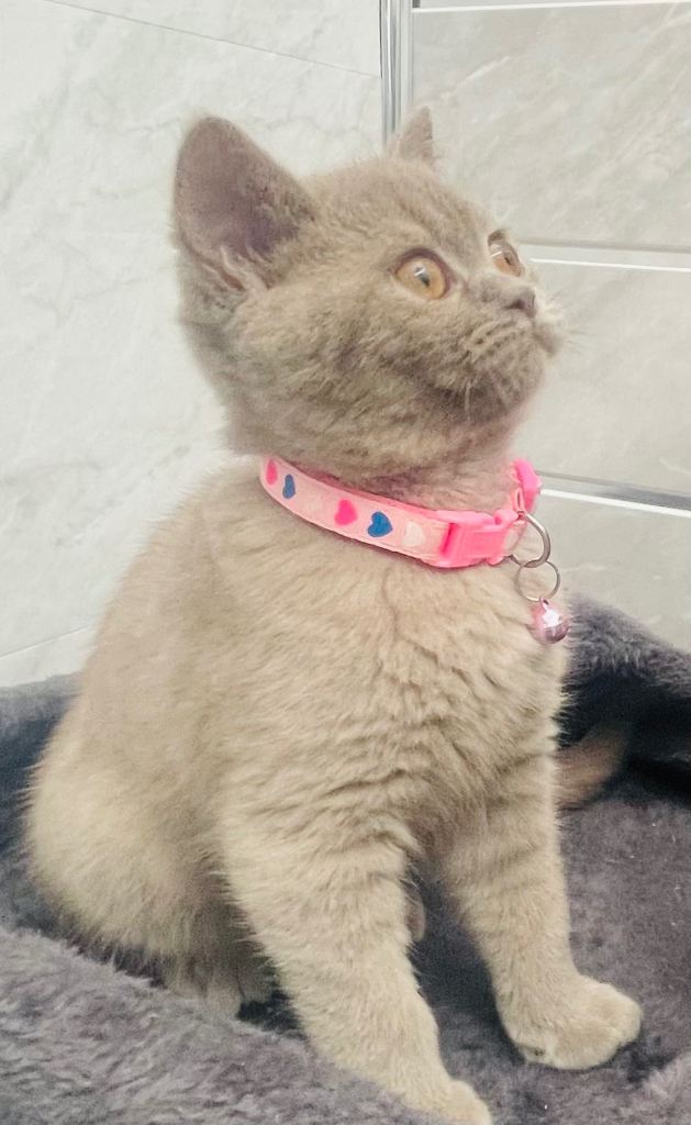 LAST RARE Fawn Lilac British Shorthair Kitten 10 Weeks Old!
