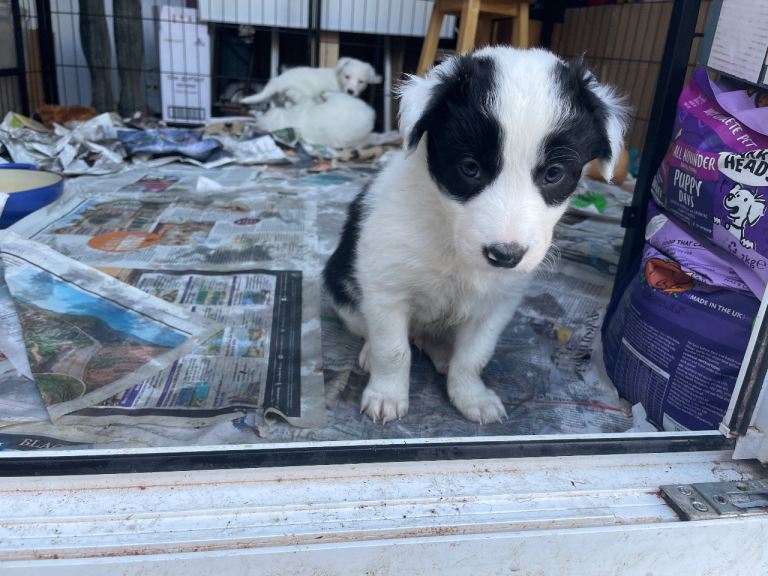 Collie Puppies. Ready for their home end of December 