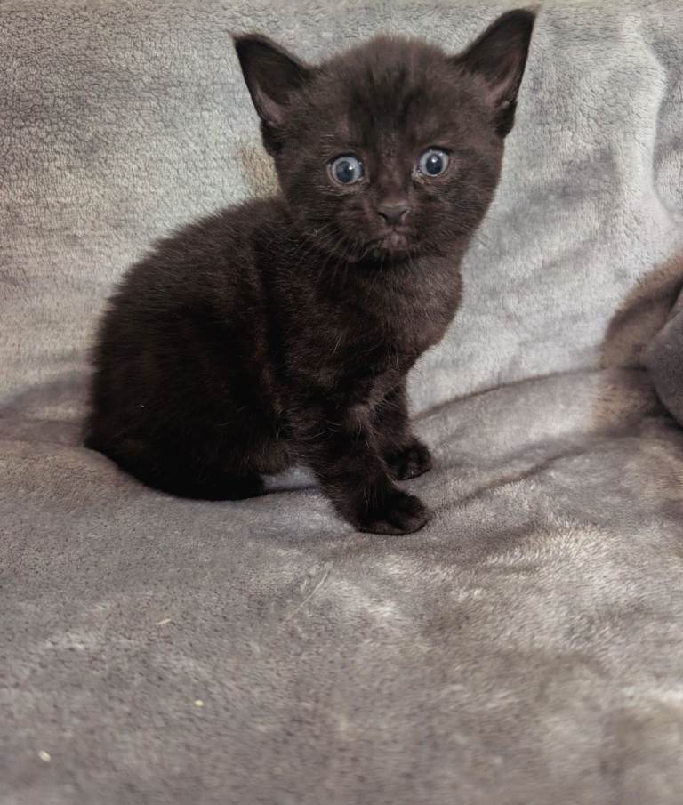 Black kitten 